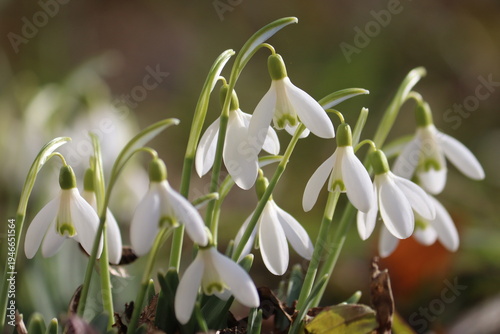 Flowering white snowdrop (Galanthus nivalis) plants in spring garden