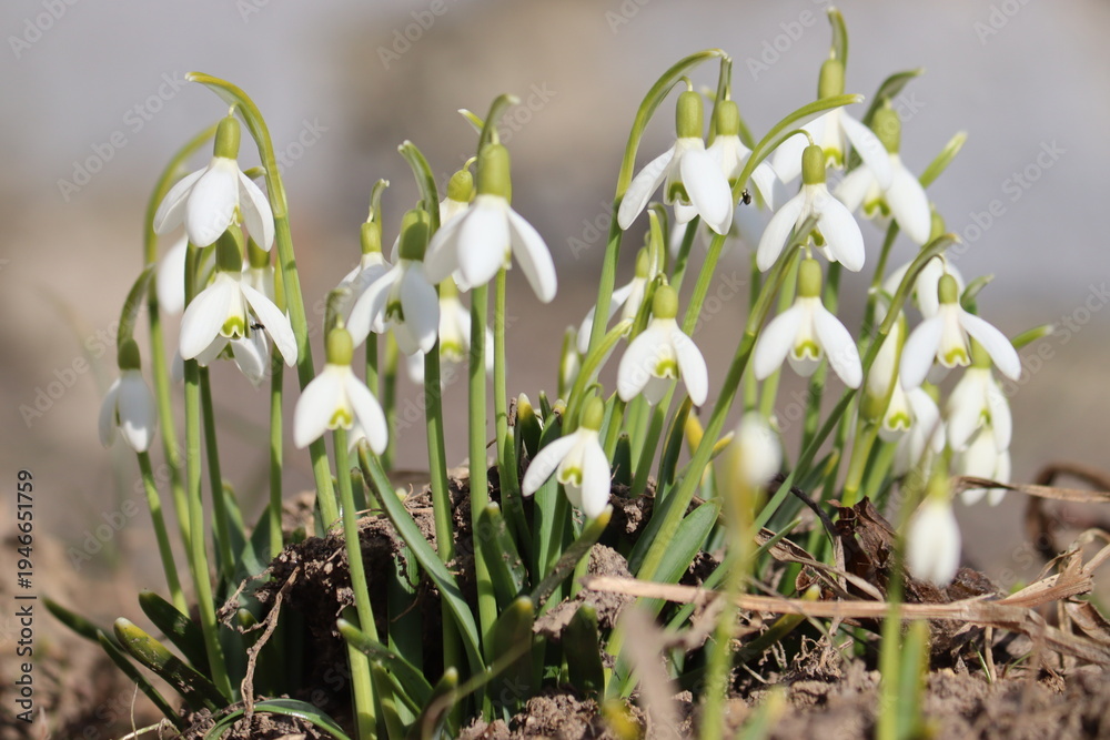 Obraz premium Flowering white snowdrop (Galanthus nivalis) plants in spring garden