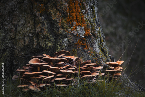 Valokuva Honey fungus growing on a tree in forest