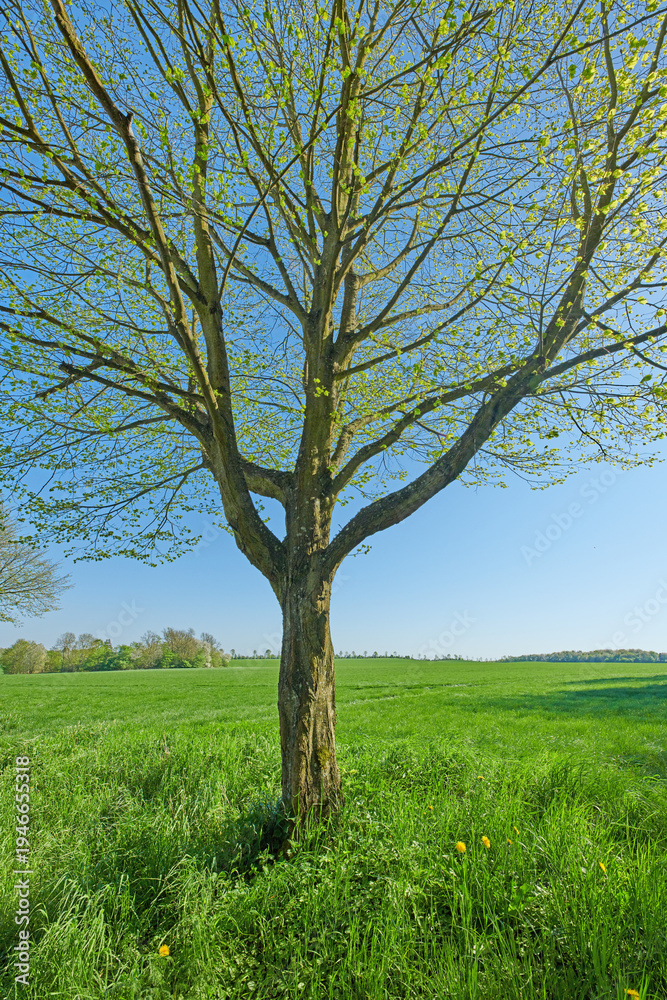Fototapeta premium Grass, field and countryside with trees in nature for environment, landscape and botany. Sustainability, spring season and woods with plants outdoor for ecology, destination and growth in Denmark