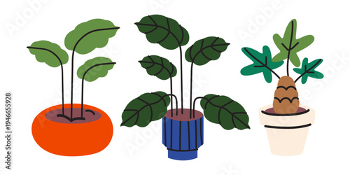 Collection of indoor potted plants in colorful ceramic pots. Modern flat vector illustration of house plants, rubber plant, monstera and money tree for home interior design, stickers, labels