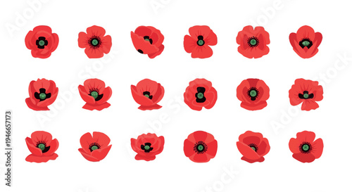 Collection of red poppy flowers in various orientations floral nature