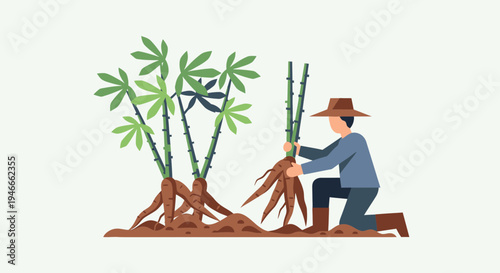 Farmer harvesting cassava roots from plant, agricultural worker with straw hat