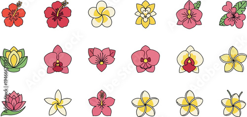 Collection of tropical and exotic flower hibiscus plumeria orchid lotus