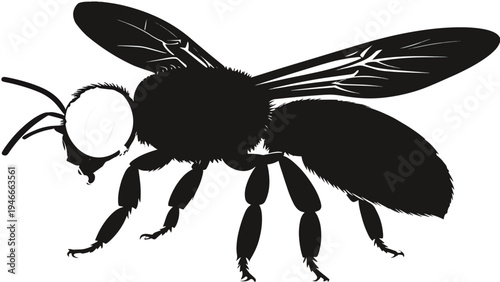 vector illustration of a black spider