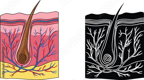 Human Hair Follicle Anatomy Vector Set Featuring Color and Black Silhouette Diagrams With Skin Layers Veins and Roots Isolated for Medical Dermatology Skincare Design