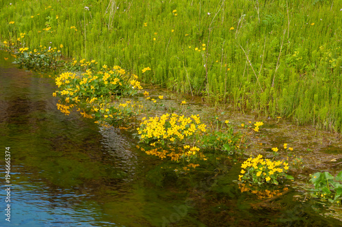 Seljalandsfoss Iceland, flowering marsh marigold plants in stream
