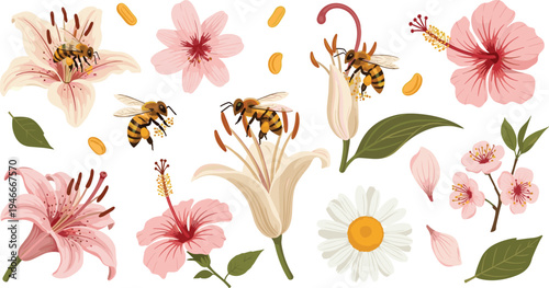 Bee Pollination and Spring Flower Vector Set with Lily, Hibiscus, Daisy and Blossoms Botanical Nature Illustration Collection