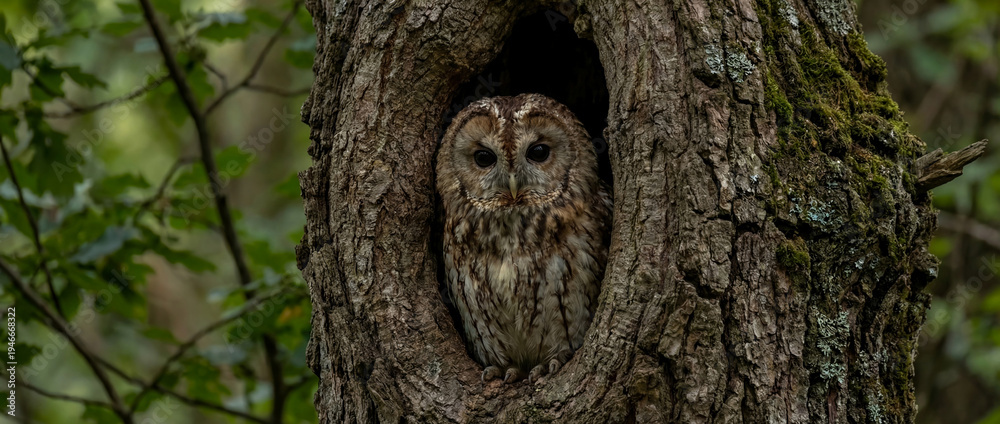 Obraz premium Alert Tawny Owl with large dark eyes peering intently from natural hollow inside rough, moss-covered oak tree trunk in lush forest setting