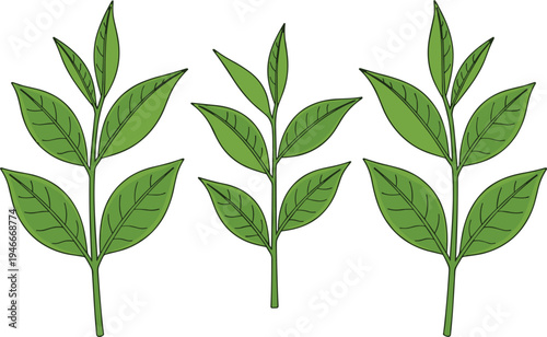 Green Tea Leaf Branch Collection Illustration with Fresh Botanical Plant Sprigs for Organic Herbal Products, Natural Medicine, Eco Design, and Botanical Elements