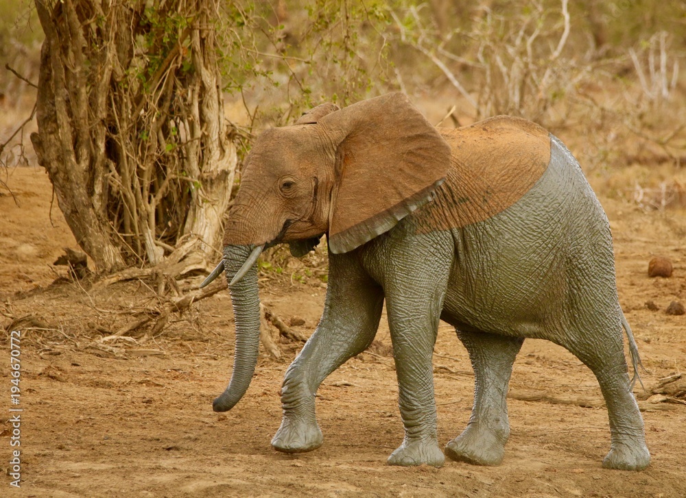 Fototapeta premium Young African Elephant Walking in Dry Savannah