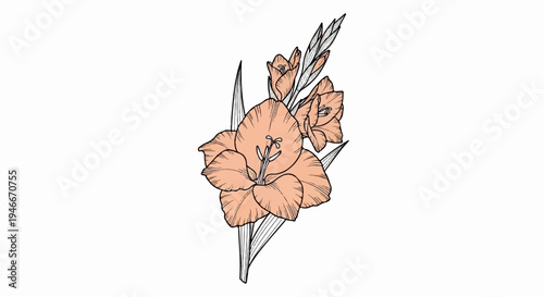 An illustration of a peach gladiolus flower with buds and leaves