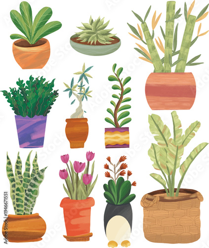 Various house plants and flowers