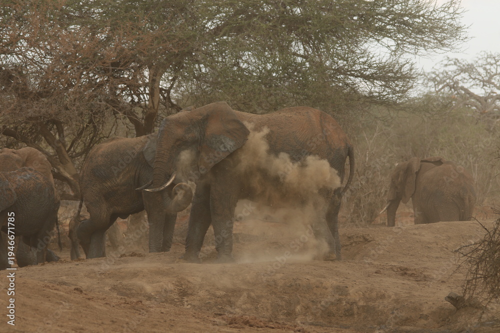 Fototapeta premium African Elephant blowing dust from trunk in savanna
