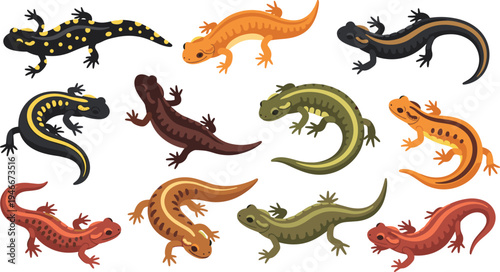Salamander and Newt Character Collection with Different Crawling Poses in Colorful Amphibian Wildlife Cartoon Style for Nature Education and Biology Designs.