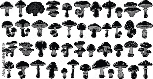 Mushroom illustration collection, black and white drawing, fungal diversity, botanical artwork, forest fungi, spore species, cap and stem, organic nature