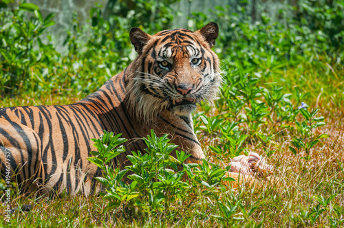 tiger in the grass