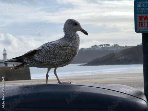 Close-up of seagull at English city of Saint Ives on a cloudy winter day. Photo taken February 5th, 2026, St Ives, Cornwall, United Kingdom.