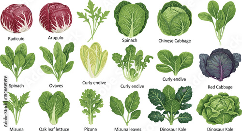 Leafy greens and cabbage set collection, spinach kale lettuce and radicchio vector illustration, organic vegetable botanical garden food isolated.