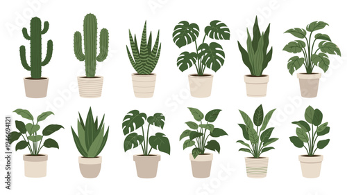 Large set of various indoor houseplants in minimalist pots including popular species like monstera snake plant and different types of cacti.