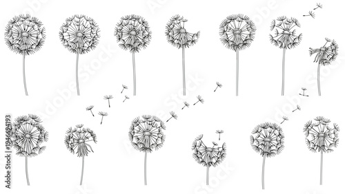 Intricate botanical sketches of dandelions in various bloom stages with seeds blowing in the wind, detailed line art vector.