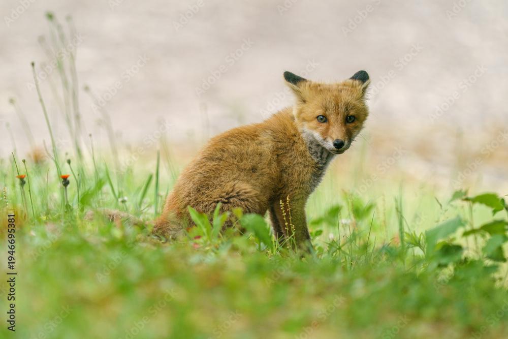 Fototapeta premium Red fox cub sitting in grassland in Hokkaido, Japan