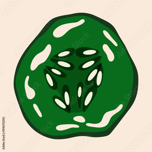 Cucumber round slice with seeds. Fresh green vegetable, abstract cartoon flat organic farming product, healthy diet nutrition concept. Vector isolated illustration