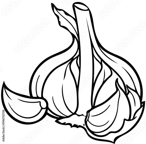 Outline, Line Art, Illustration einer geöffneten Knoblauch Knolle mit Blick auf die einzelnen Zehen. Ideal für Küchendekoration oder Ausmalbilder. 
