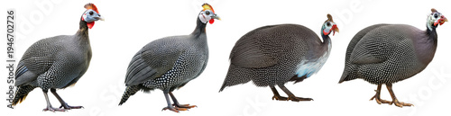 Photos Four distinctive crested pheasants showcasing unique spotted plumage and vibrant facial features