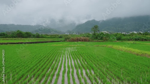 Rice fields in the rain