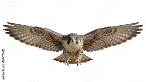 Falcon Flying Straight Toward Camera on Transparent Background