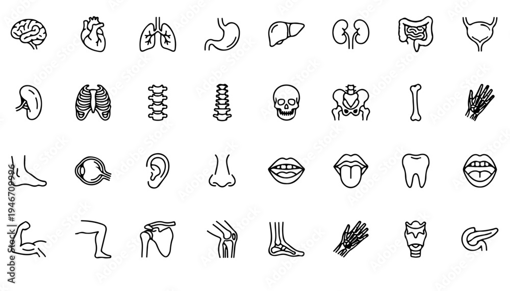 Naklejka premium Human Anatomy and Internal Organs Line Icon Set