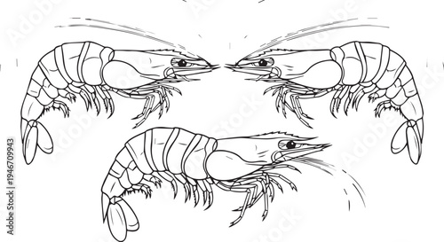 Trio of Shrimp Vector Illustration - Natural Composition