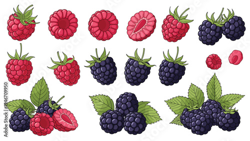 Detailed collection of raspberries and blackberries in various forms including whole berries, halves, and clusters with green leaves.