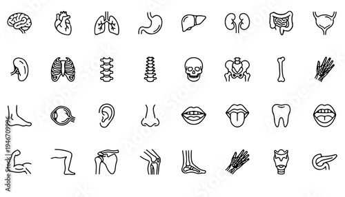 Human Anatomy and Internal Organs Line Icon Set