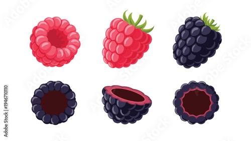 Collection of detailed illustrations featuring red raspberries and dark blackberries shown as whole fruits and cross sections on white.