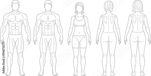 Vector graphic illustration of diverse human body outlines and anatomy
