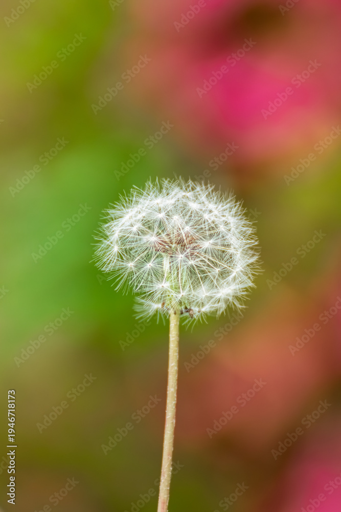 Fototapeta premium Dandelion Seed Head Close Up with Pink Flower Bokeh Background