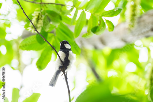 Foto Japanese Tit in Fresh Green Forest in Early Summer