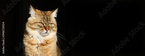 Принти на полотні Close-up portrait of cute, furry cat, Portrait of tabby cat, intensive staring, resentful look, angry cat on black background