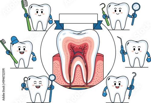 Cute tooth characters with dental tools and tooth anatomy diagram oral healthcare education flat vector illustration set