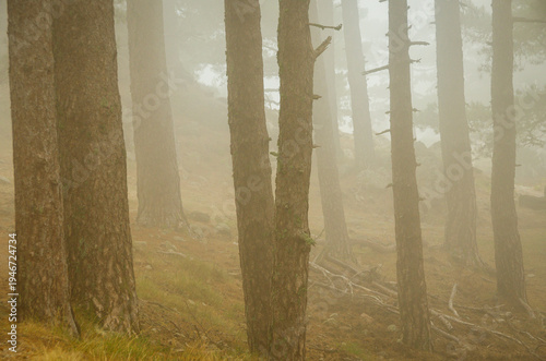 Pine tree trunks disappearing in a misty forest