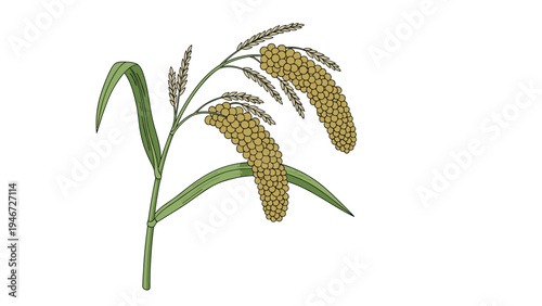 Millet plant illustration showing detailed stalks and seed clusters with green leaves against a plain white background.
