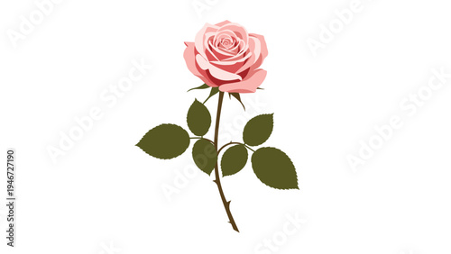 Beautiful pink rose flower with a long thorny stem and green leaves presented as a delicate botanical illustration.