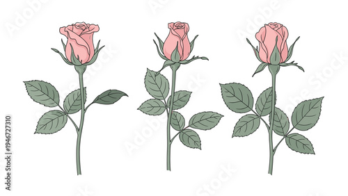 Three beautiful pink rose buds on long green stems with leaves are shown in various stages of bloom and position.