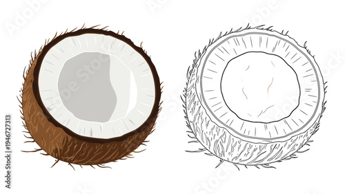 Detailed illustration of half a coconut with white flesh and brown husk shown in both full color and line art styles.
