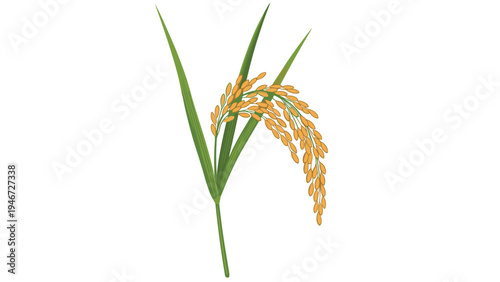 Ripe golden stalk of rice heavy with grains hangs gracefully against a clean white background with green leaves.