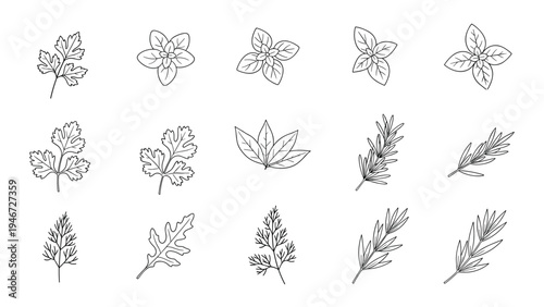 Collection of fifteen different herb leaves and sprigs including basil, rosemary, and parsley shown as black line drawings.