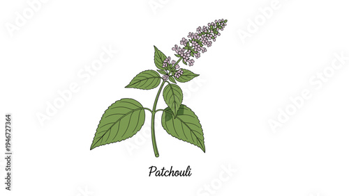Botanical illustration of a patchouli plant features green serrated leaves and a tall spike of small purple flowers.