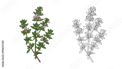 Illustration displays a sprig of blooming thyme with tiny purple flowers next to a detailed black and white line drawing.